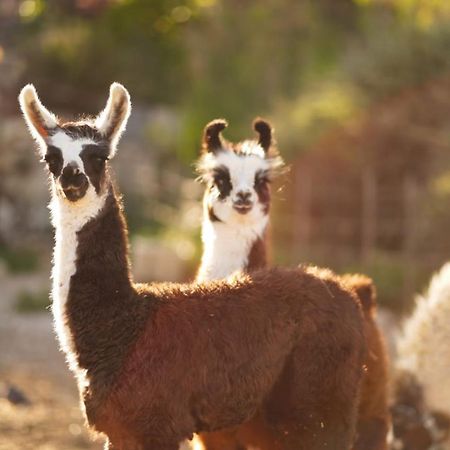 Vila Alpaca Farm - חוות האלפקות Micpe Ramon Exteriér fotografie