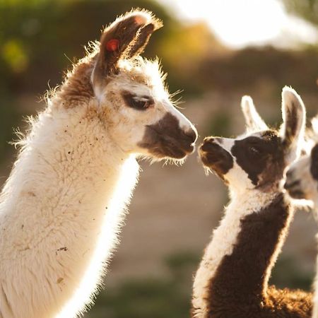 Vila Alpaca Farm - חוות האלפקות Micpe Ramon Exteriér fotografie