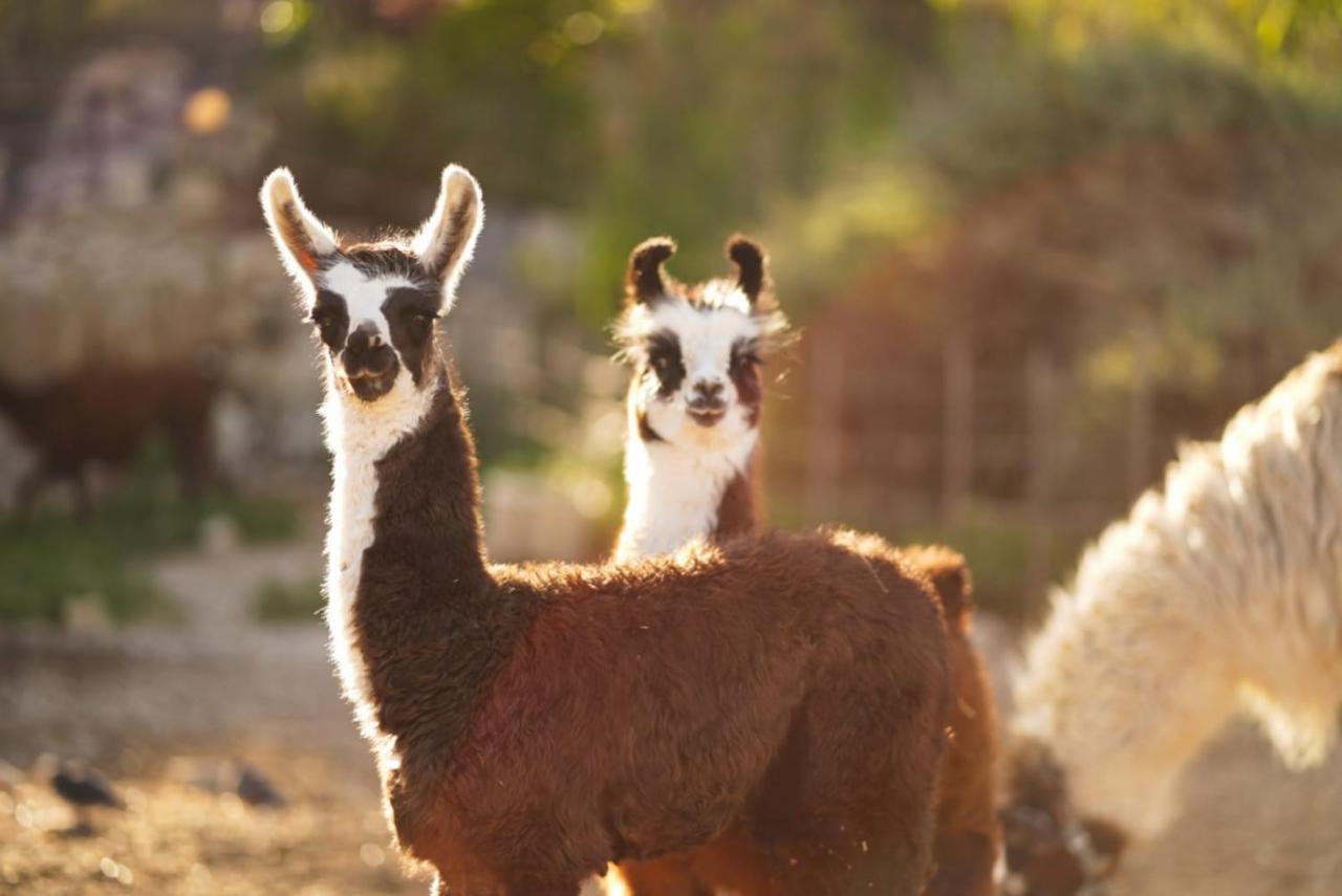 Vila Alpaca Farm - חוות האלפקות Micpe Ramon Exteriér fotografie