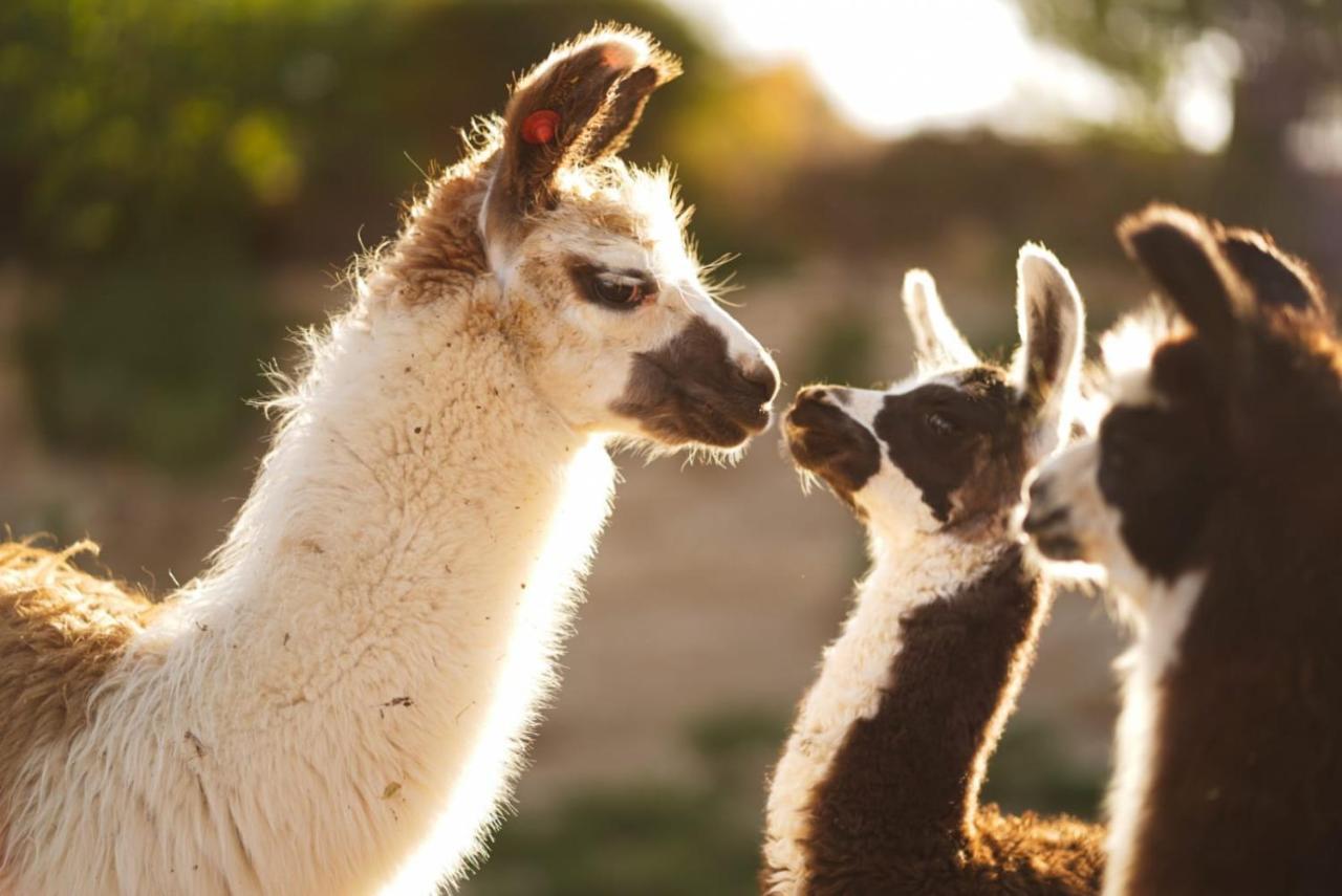 Vila Alpaca Farm - חוות האלפקות Micpe Ramon Exteriér fotografie