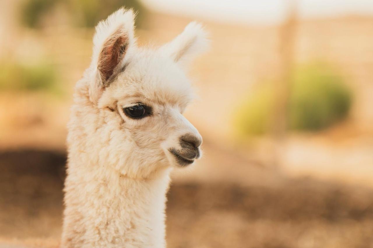 Vila Alpaca Farm - חוות האלפקות Micpe Ramon Exteriér fotografie