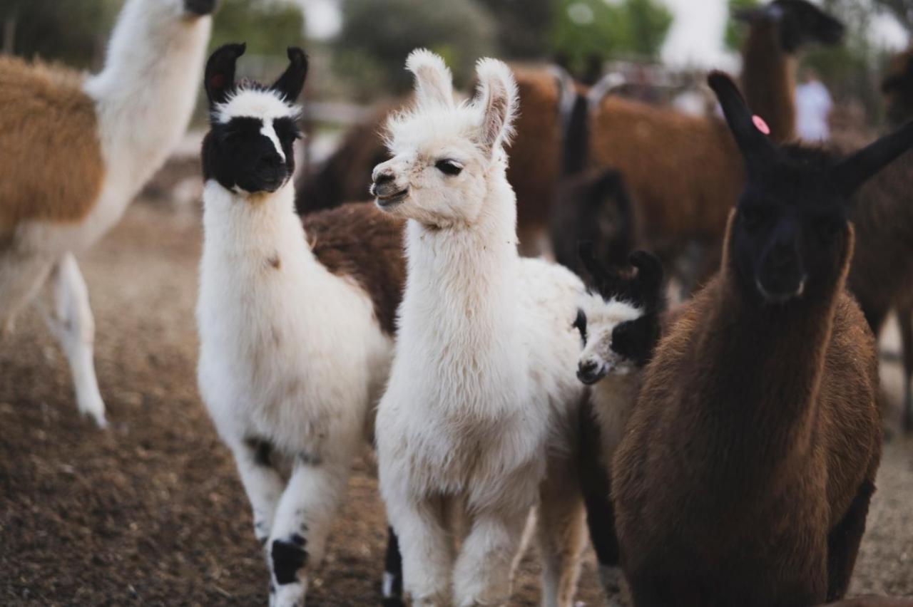 Vila Alpaca Farm - חוות האלפקות Micpe Ramon Exteriér fotografie