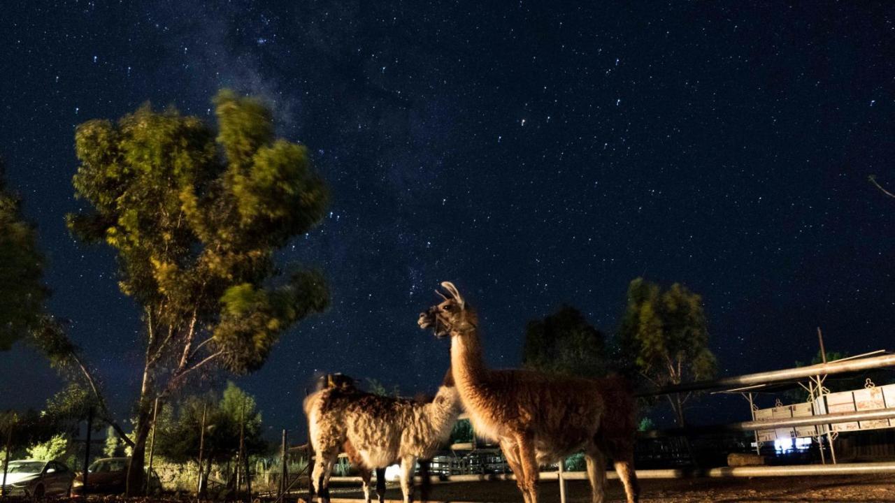 Vila Alpaca Farm - חוות האלפקות Micpe Ramon Exteriér fotografie