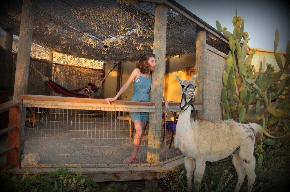 Vila Alpaca Farm - חוות האלפקות Micpe Ramon Exteriér fotografie