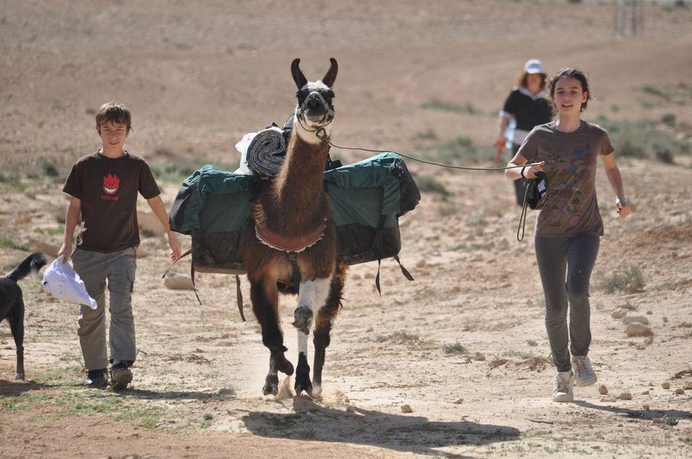 Vila Alpaca Farm - חוות האלפקות Micpe Ramon Exteriér fotografie