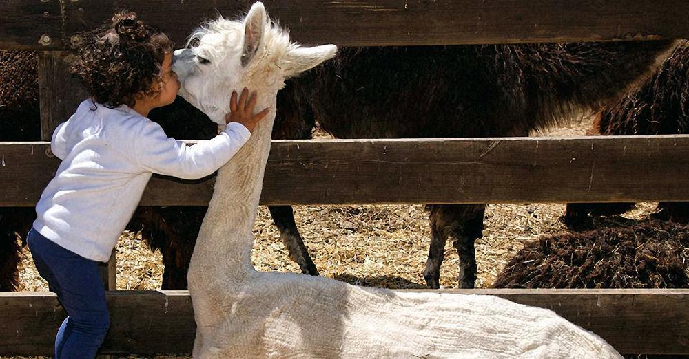 Vila Alpaca Farm - חוות האלפקות Micpe Ramon Exteriér fotografie