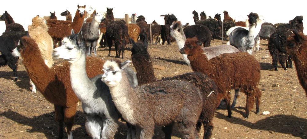 Vila Alpaca Farm - חוות האלפקות Micpe Ramon Exteriér fotografie