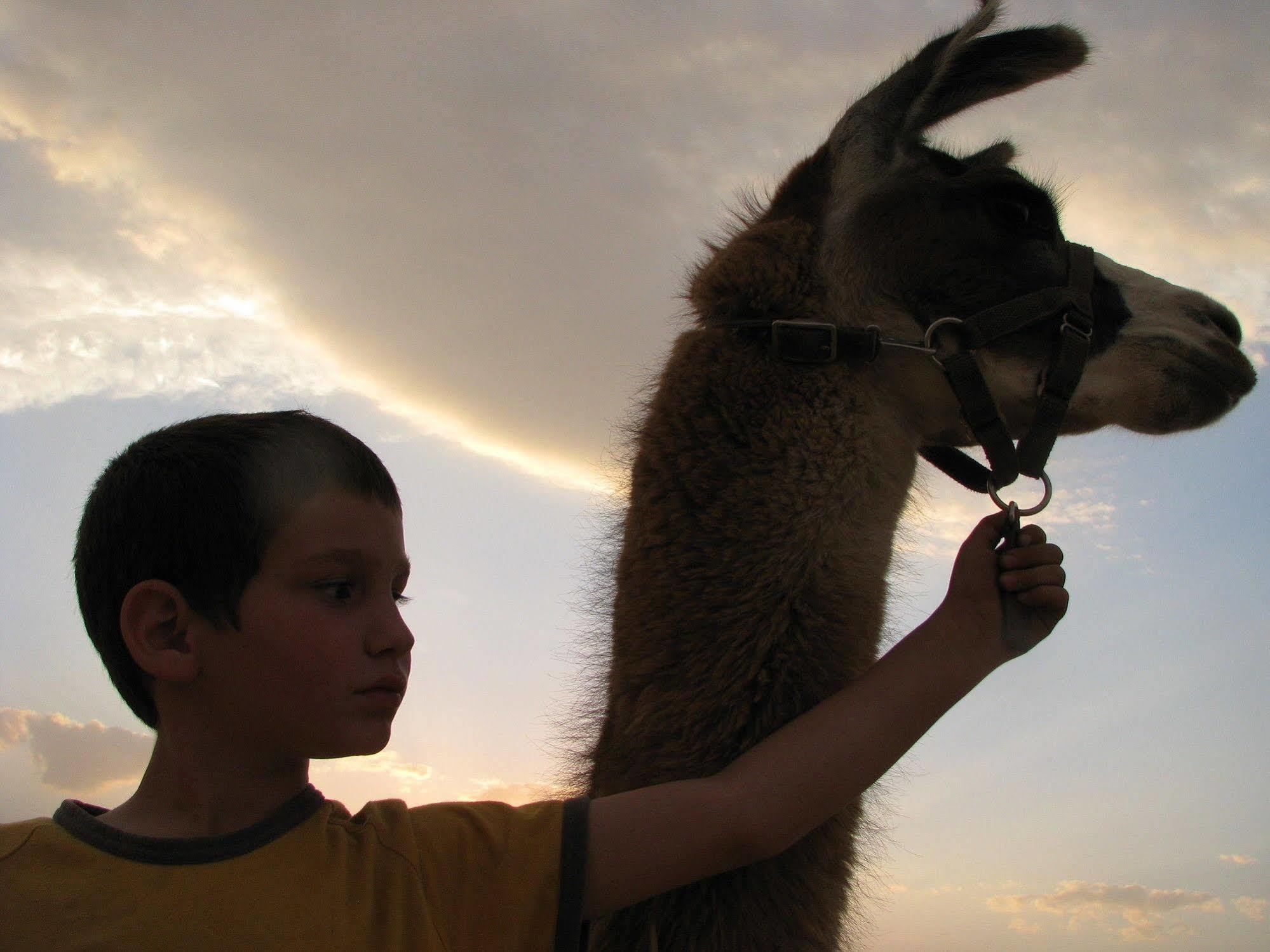 Vila Alpaca Farm - חוות האלפקות Micpe Ramon Exteriér fotografie